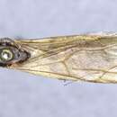 Image of Camponotus terbimaculatus Emery 1920