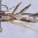 Image of Camponotus leptocephalus Emery 1923