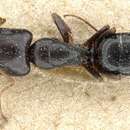 Image of Camponotus erythrostoma Emery 1920