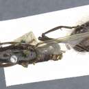 Plancia ëd Camponotus longipilis Emery 1911
