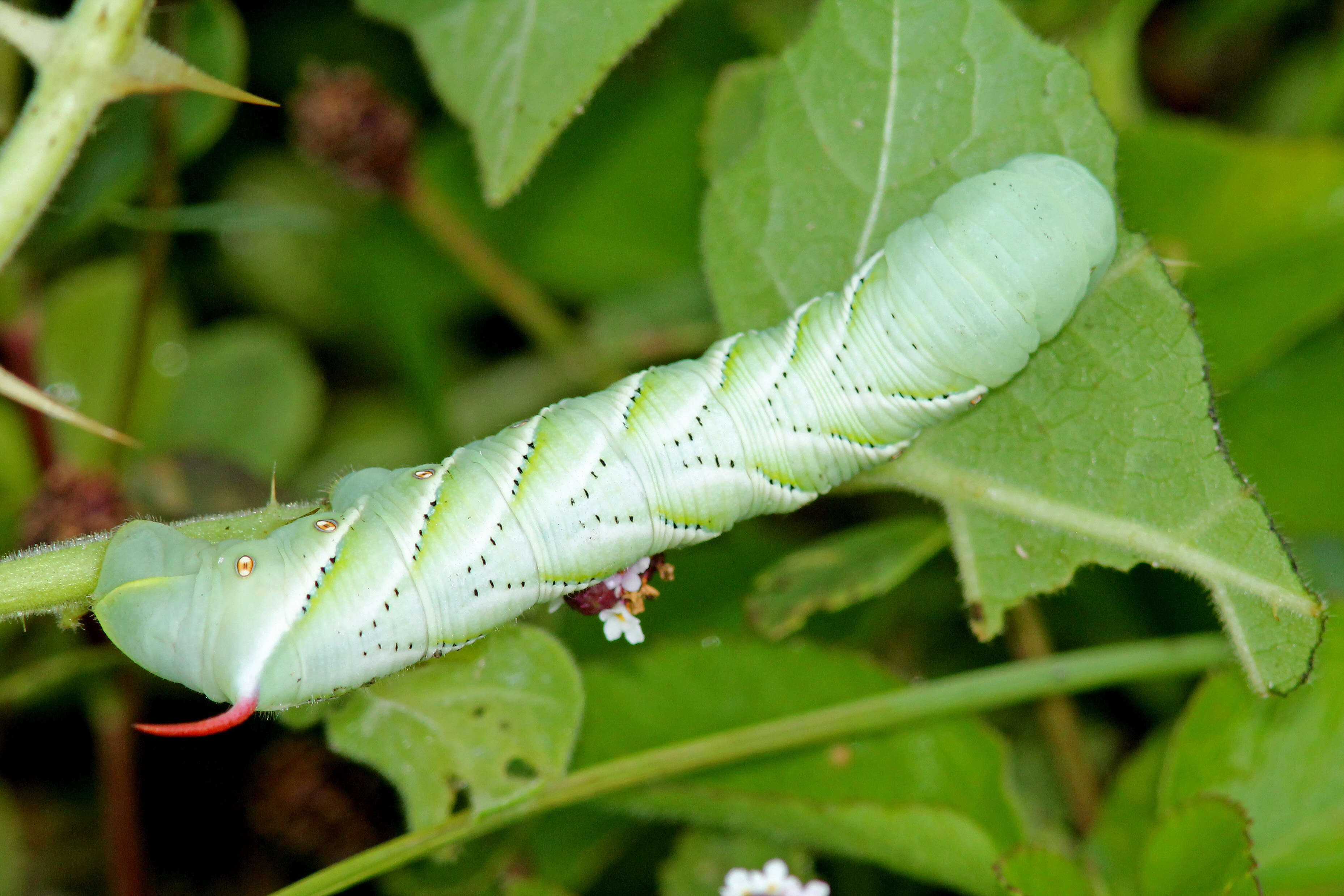 Image of Carolina sphinx