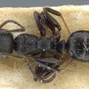 Image of Camponotus propinquellus Emery 1920