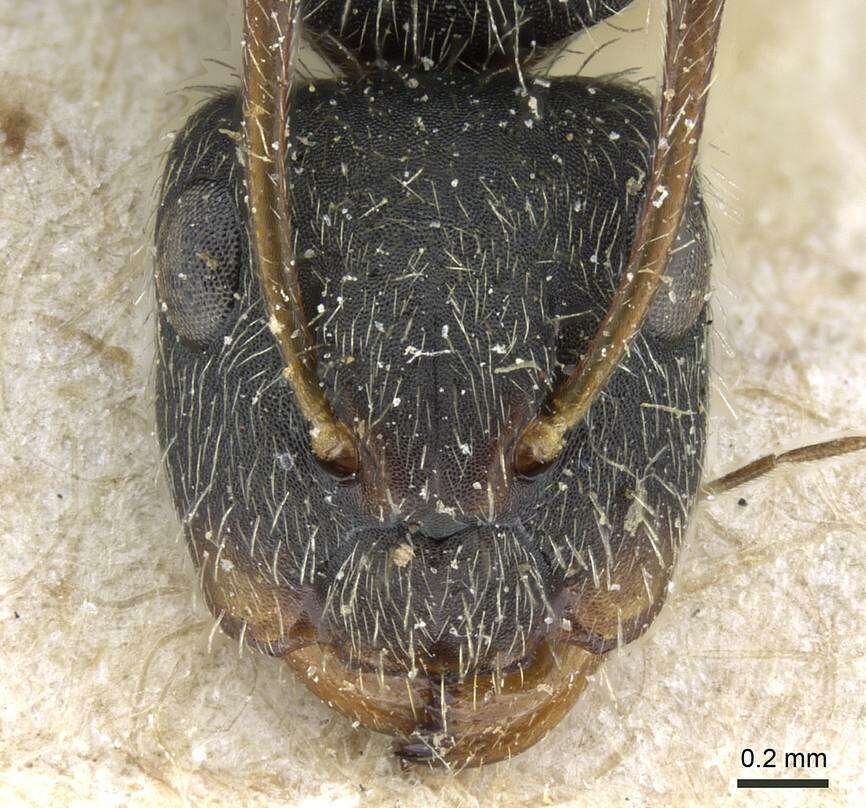 Image of Camponotus cuneidorsus Emery 1920