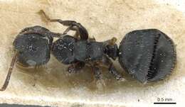 Image of Camponotus pachylepis Emery 1920