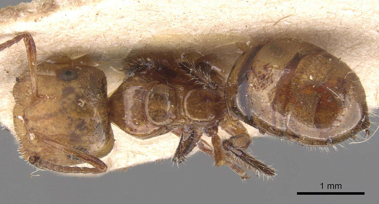 Image of Camponotus dimorphus Emery 1894