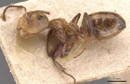 Image of Camponotus dimorphus Emery 1894