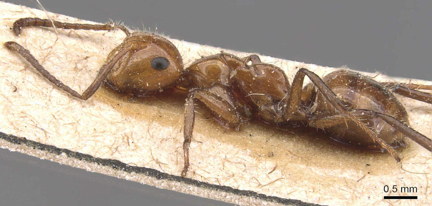 Image of Camponotus dimorphus Emery 1894