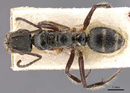 Image of Camponotus wytsmani Emery 1920