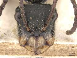 Image of Camponotus wytsmani Emery 1920