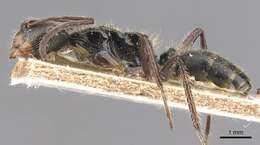 Image of Camponotus wytsmani Emery 1920