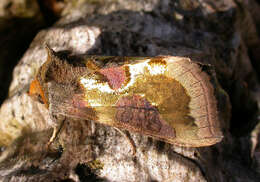 Image of burnished brass