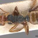 Image of Camponotus callistus Emery 1911