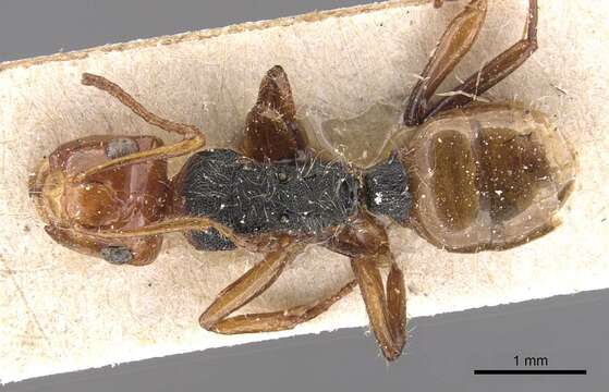 Image of Camponotus callistus Emery 1911