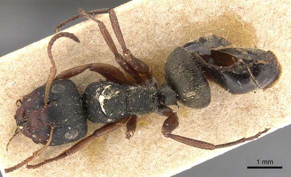 Plancia ëd Camponotus mucronatus Emery 1890