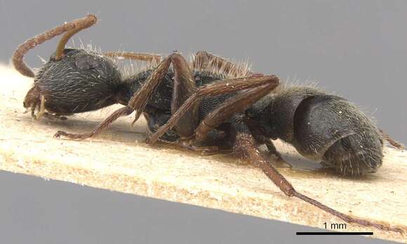 Plancia ëd Camponotus mucronatus Emery 1890