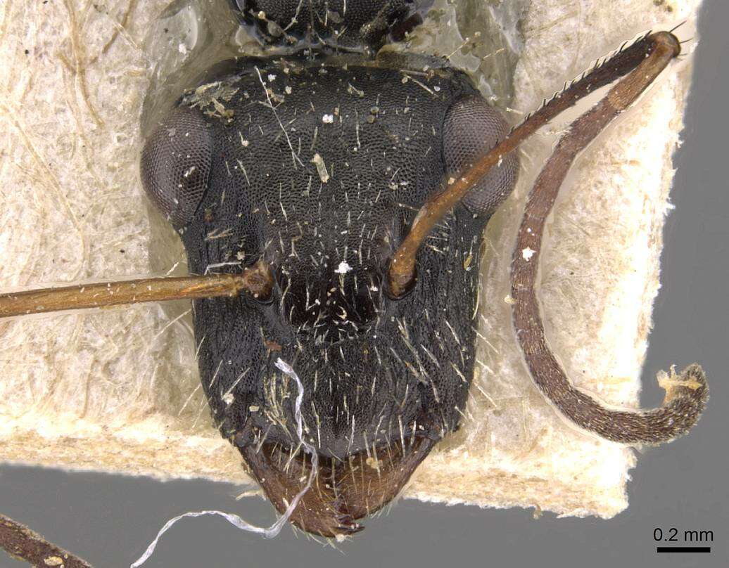 Camponotus obtritus Emery 1911的圖片