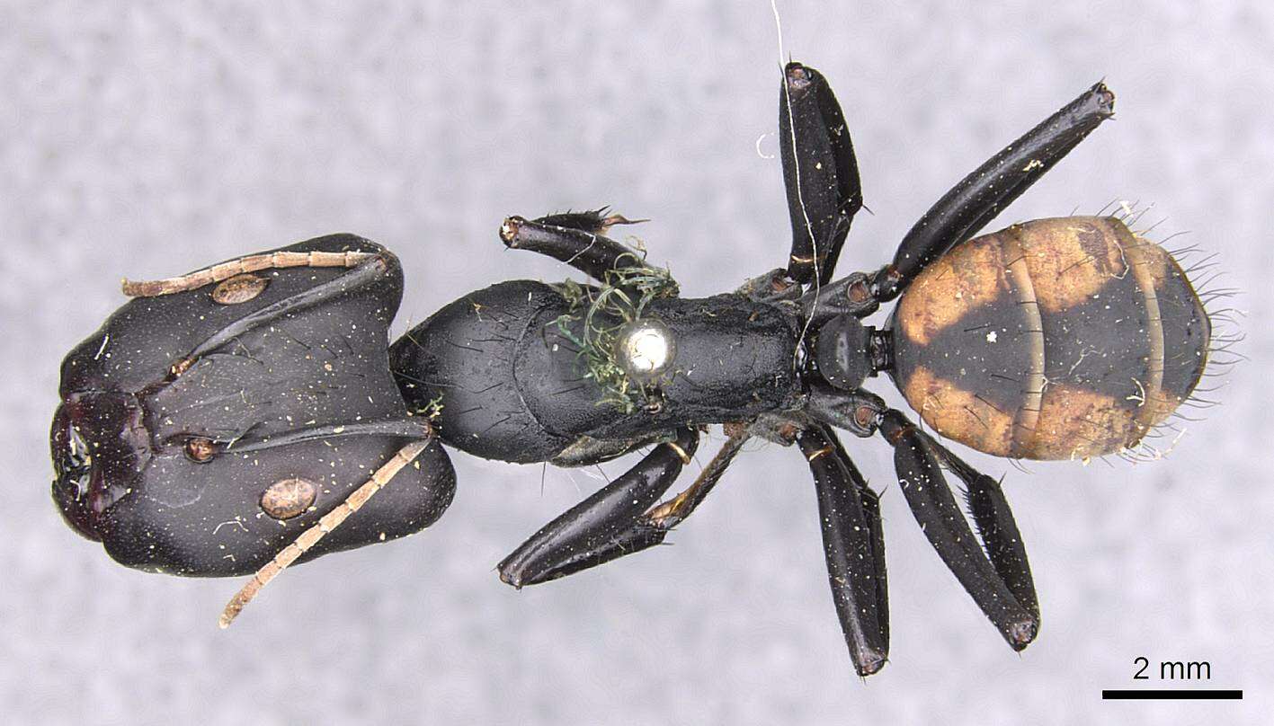 Image de Camponotus banghaasi Emery 1903