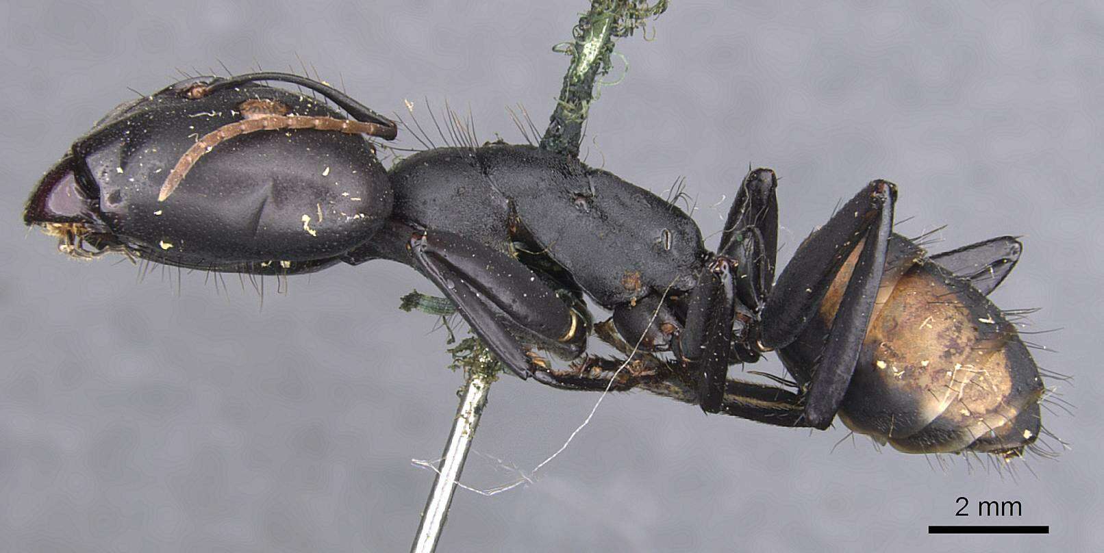 Image de Camponotus banghaasi Emery 1903