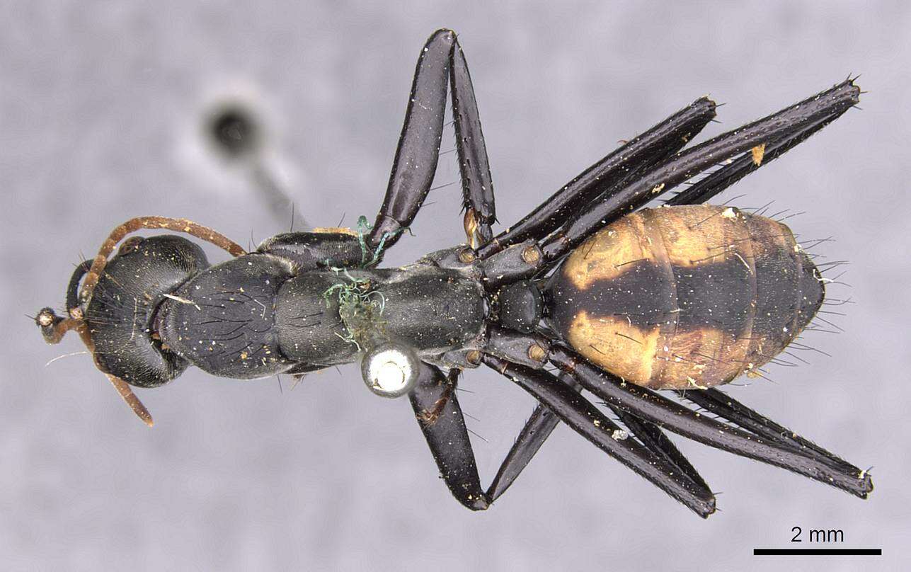 Image de Camponotus banghaasi Emery 1903