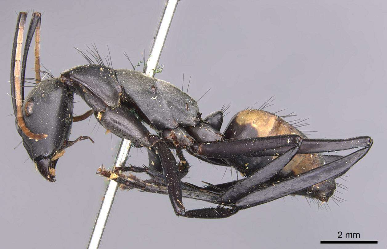 Image de Camponotus banghaasi Emery 1903