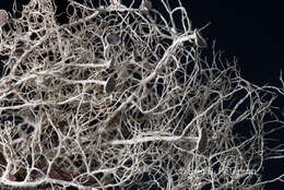 Image of witch's hair lichen