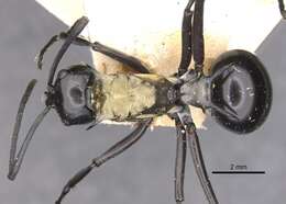 Image de Polyrhachis horni Emery 1901