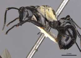 Image de Polyrhachis horni Emery 1901