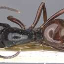 Image of Polyrhachis fornicata Emery 1900
