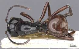 Image of Polyrhachis fornicata Emery 1900