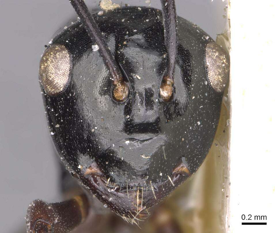 Image of Polyrhachis fornicata Emery 1900