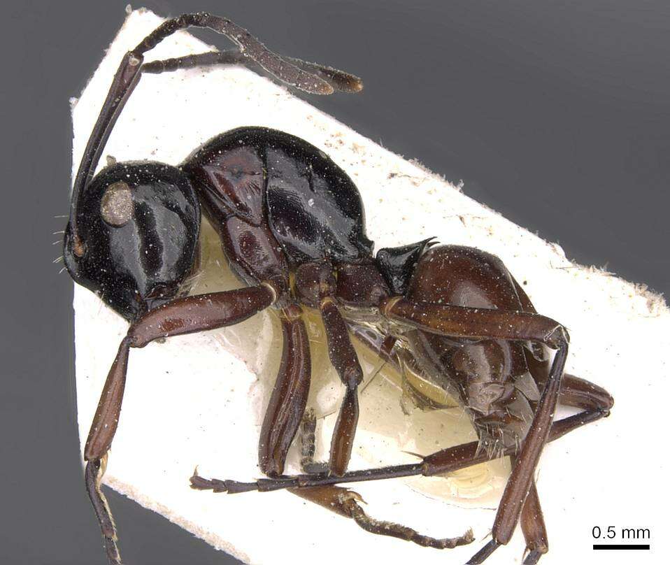 Image of Polyrhachis fornicata Emery 1900