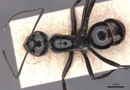 Image of Polyrhachis goramensis