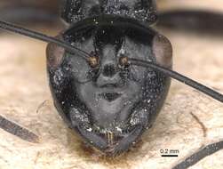 Image of Polyrhachis goramensis