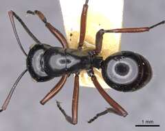 Image de Polyrhachis fulakora