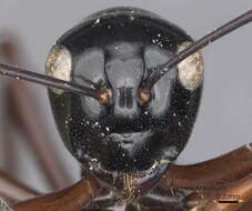 Image de Polyrhachis fulakora