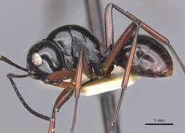 Image de Polyrhachis fulakora