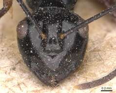 Image of Polyrhachis debilis Emery 1887