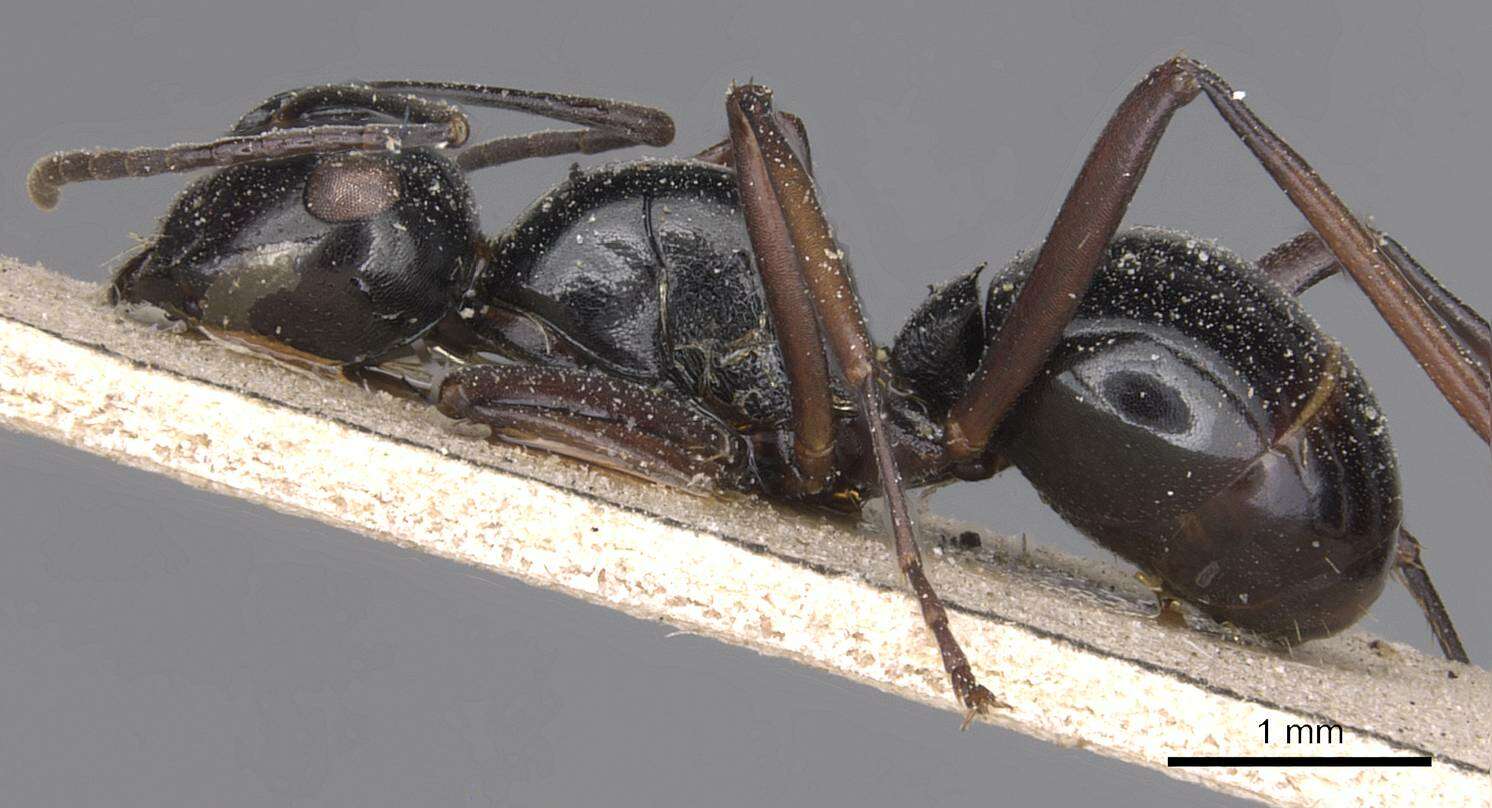 Image of Polyrhachis debilis Emery 1887