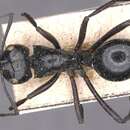 Image de Polyrhachis albertisi Emery 1887