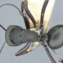Image of Polyrhachis luctuosa Emery 1921