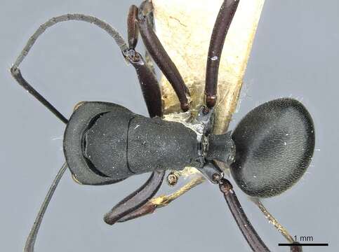 Image of Polyrhachis luctuosa Emery 1921