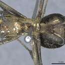 Image of Polyrhachis ypsilon Emery 1887