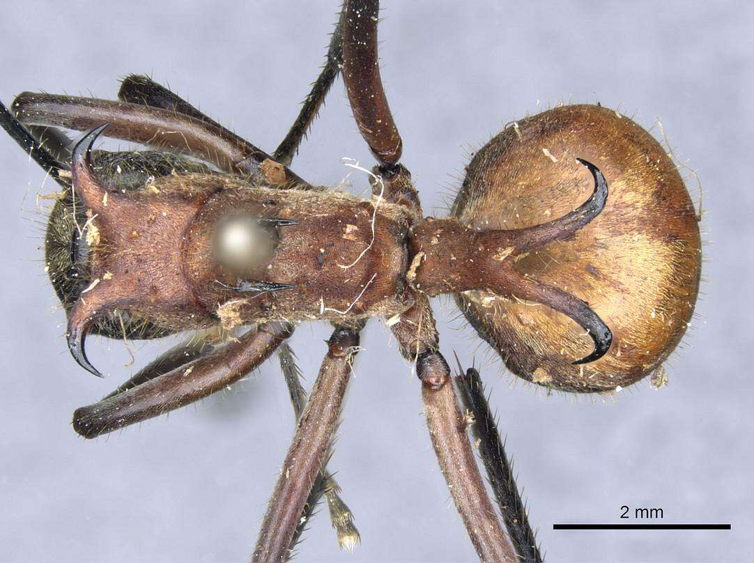 Image of Polyrhachis mindanaensis Emery 1923