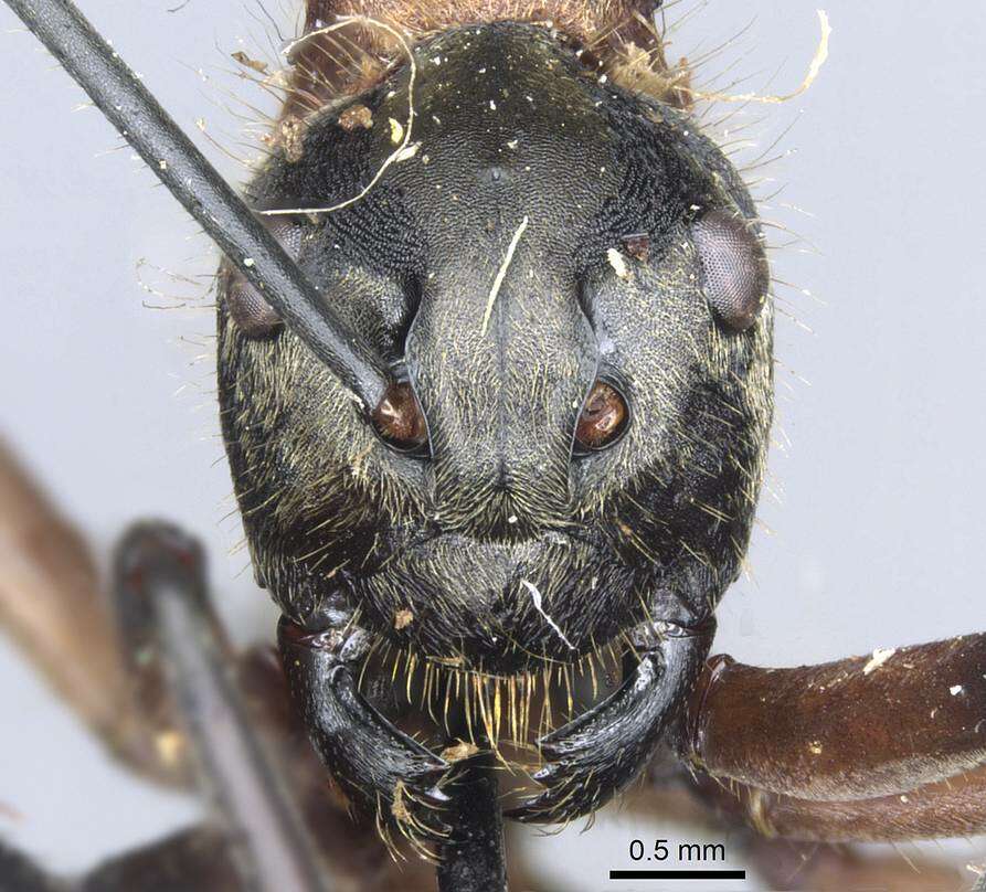 Image of Polyrhachis mindanaensis Emery 1923