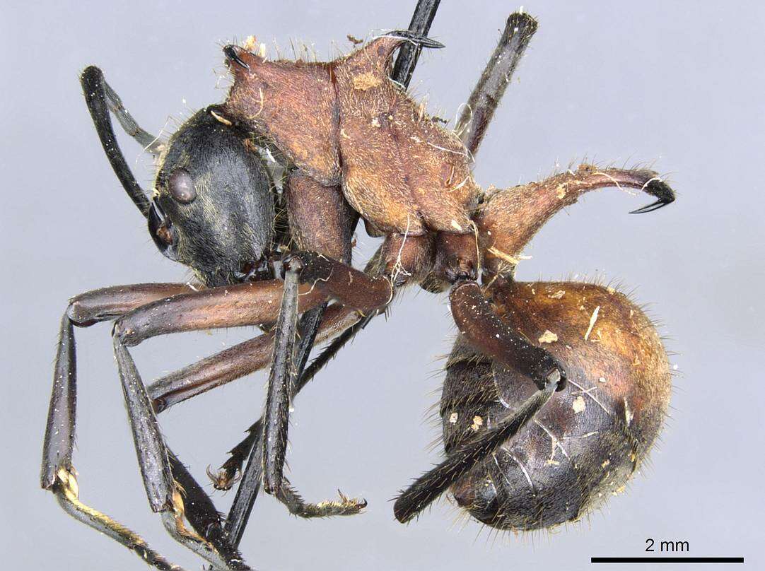 Image of Polyrhachis mindanaensis Emery 1923