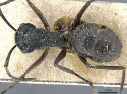 Image of Polyrhachis halidayi Emery 1889