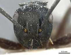 Image of Polyrhachis halidayi Emery 1889