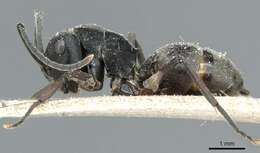 Image of Polyrhachis halidayi Emery 1889