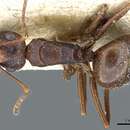 Image of Polyrhachis wallacei Emery 1887