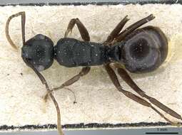 Image of Polyrhachis furcula Emery 1911